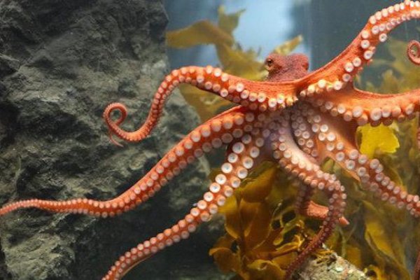 Кракен наркомаркет